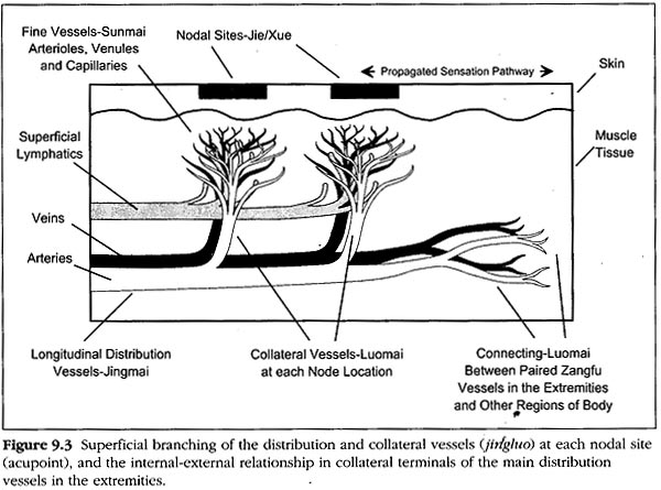 How does acupuncture work?