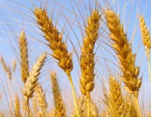 How To Survive Wheat Withdrawal