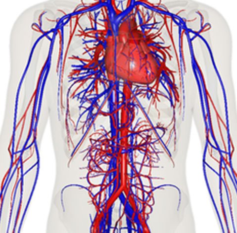 Peripheral-Neuropathy-How-Are-Oxygen-and-Nutrients-Transmitted-throughout-the-body- Peripheral neuropathy How Are Oxygen and Nutrients Transmitted throughout the body?